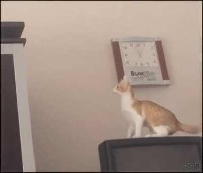 Such graceful creatures