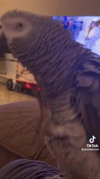 Real party parrot