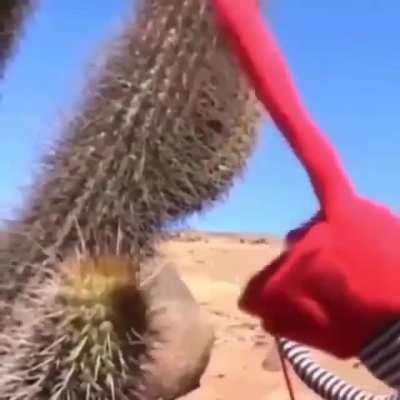 Bodoque ctm nooooo 😭😭