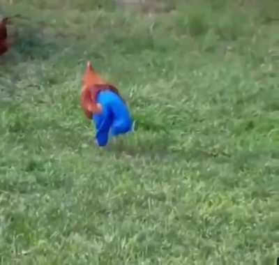 Chicken pants