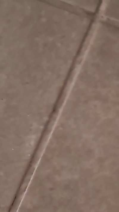 She almost got it 🦗