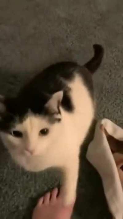 Bumped into this video of Beluga demanding love