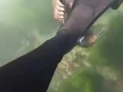 Seal inspector. Ok human you passed carry on.