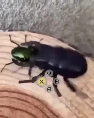 Weakest Turk 💪🏿