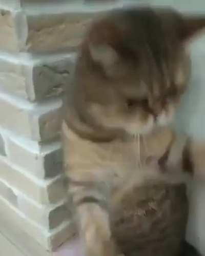 Do not mess with Feline Chan!