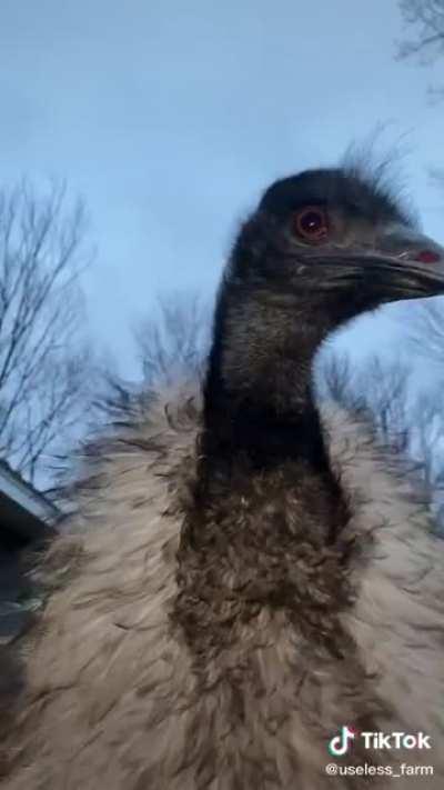 Wearing her shawl, Karen confronts the paparazzi at her second, high profile, divorce.