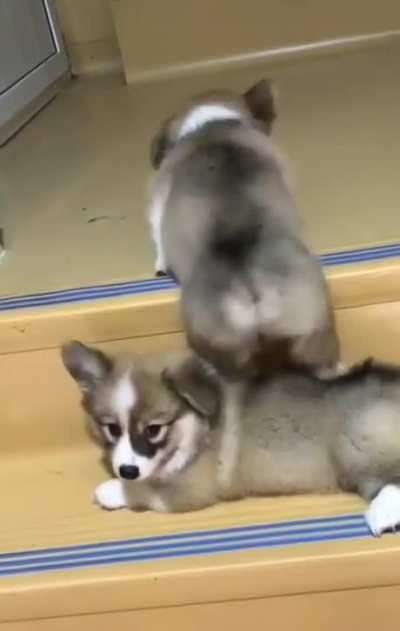 Good boy trying to help his friend get up the steps