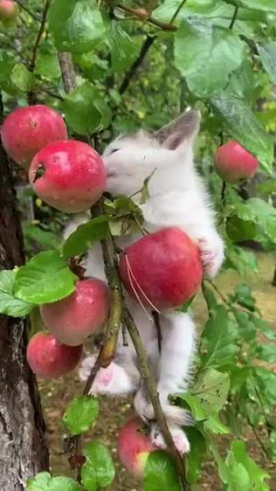 Traversing a Red-green tree