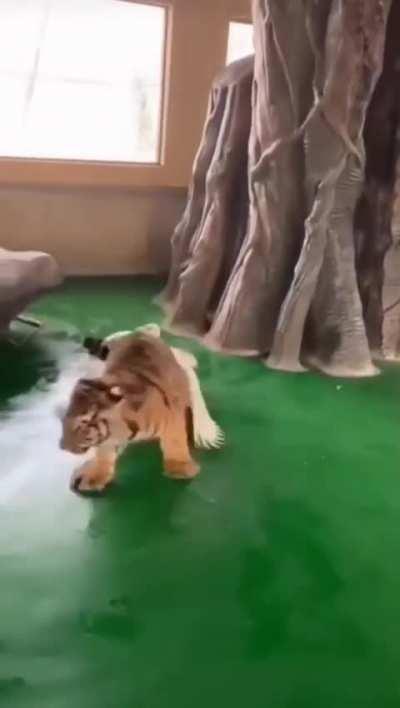 Tiger cub chases a goose