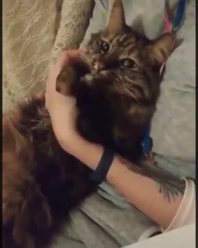 Someone get me the cat NOW