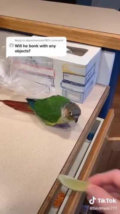 [TikTok] This conure likes to BONK