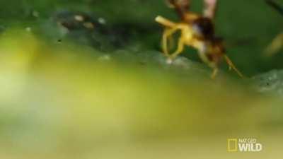 Glass frogs, native to Central and South America, are mostly arboreal, and they usually deposit their eggs on vegetation hanging over the running water of rainforest streams. The males of some species of glass frogs have evolved 