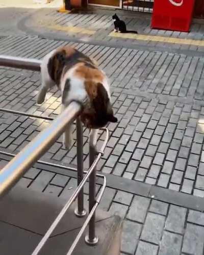 Catorail has broken down