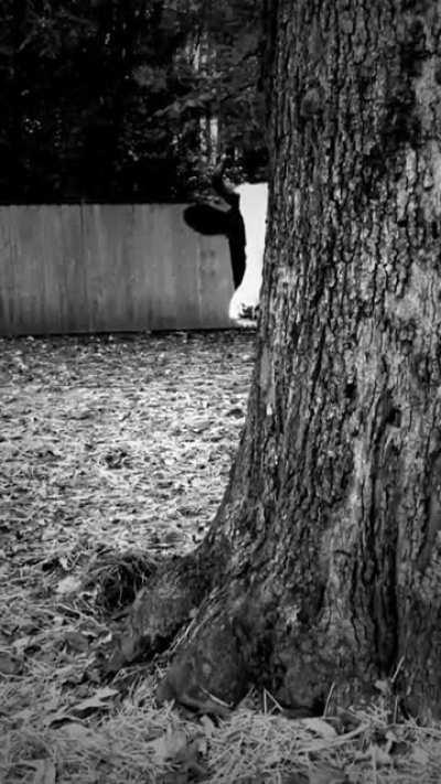 The Cows Are Always Watching