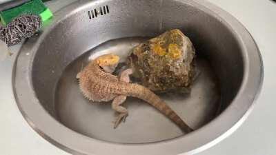 Dog or reptile? Can’t tell