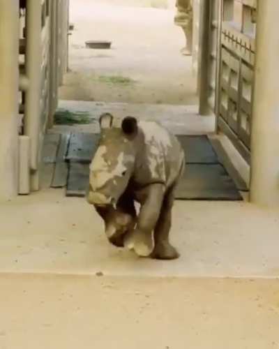 Another destructive, rampaging, extremely aggressive, man eating baby rhino. Dive out of its way if you can. Save yourself. Please let me know if you enjoy the music, hehehe