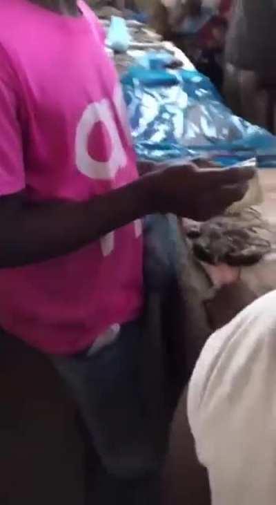 鼠鼠，你怎么了鼠鼠😭😭