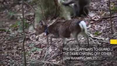 В мире животных 😁