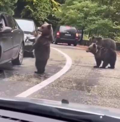 Dude high fives a wild bear