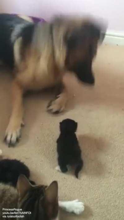Mom checks on the dog after kitten startles it