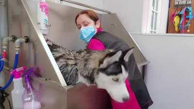 Hilarious dramatic Husky throws a temper tantrum