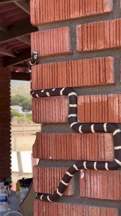 ð¥ A snake slithering up a brick wall