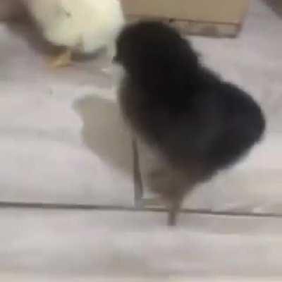 Saying hello to the small chicks