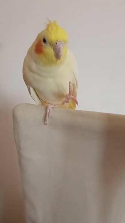 My birb wanted to say hi