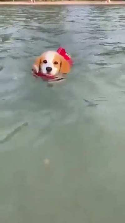 This is Muffin. She hopes there’s still a spot on the Olympic team for her.