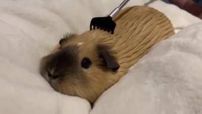 This is the cutest thing ever