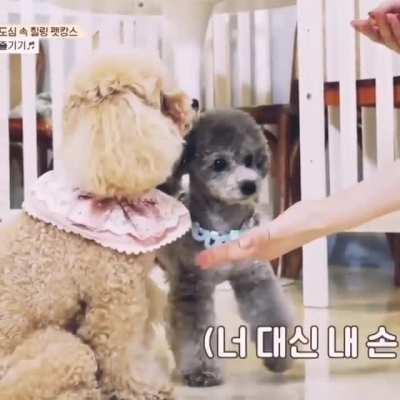 Zero knows..🤣😂😃🐶