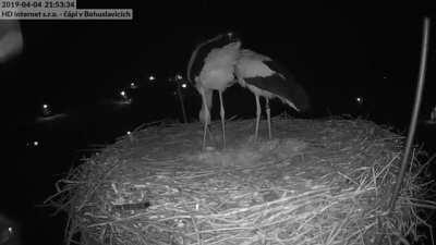stork couple celebrate their first egg