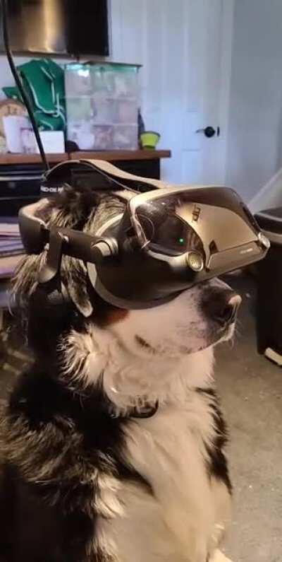 He's only ever this still when I let him play VR. 1y old Berner