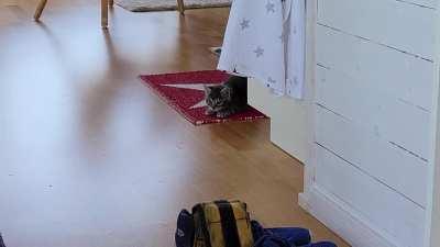 I uploaded a picture of my sister's fluffy rescue kitten yesterday, here's a video of him. His little waddle is consuming my soul