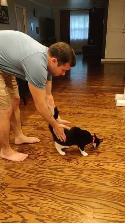 Weird thing my cat likes so much he will attack you if you stop...