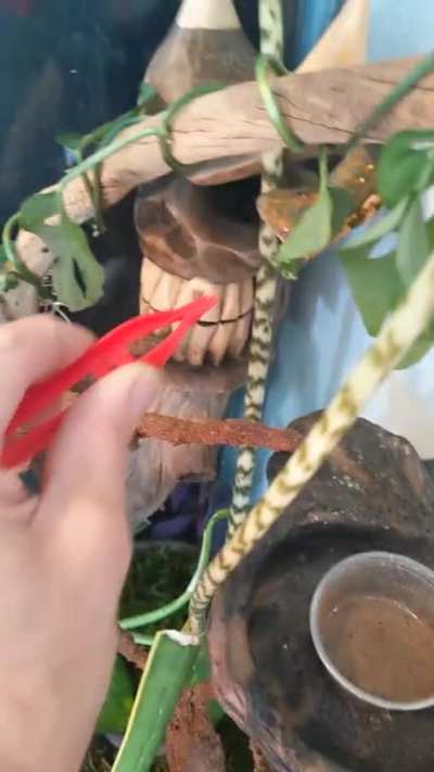 Dobby enjoying a treat in his new enclosure!