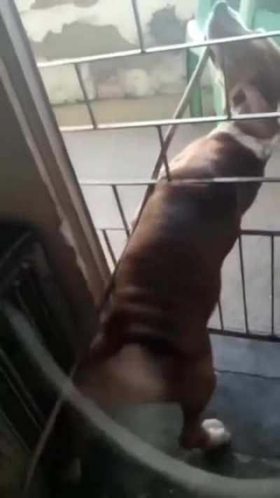 To stop the dog