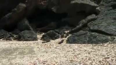 🔥 Lizard living in the moment