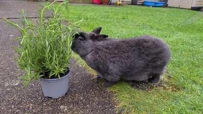 Netherland Dwaf eating Rosemary (Herb)