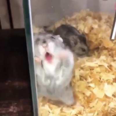 Лизь лизь лизь