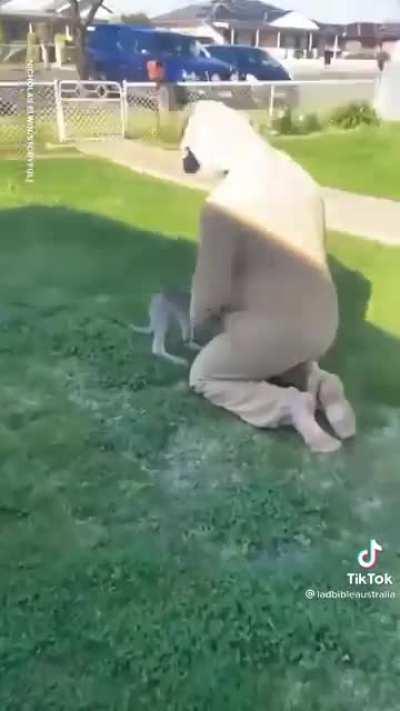 Baby kangaroo hops into a new pouch