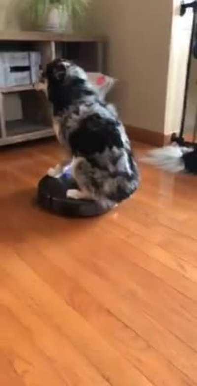 Dog on a Roomba