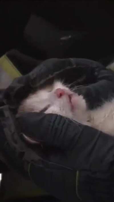 Rescuers brought the cat back to life after the fire (he was poisoned by combustion products)