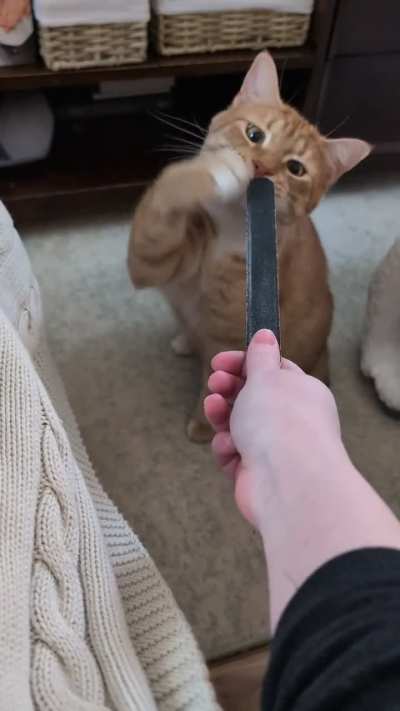 Every time I do my nails 🐾