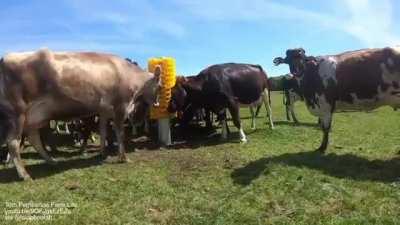 Cow brush being installed