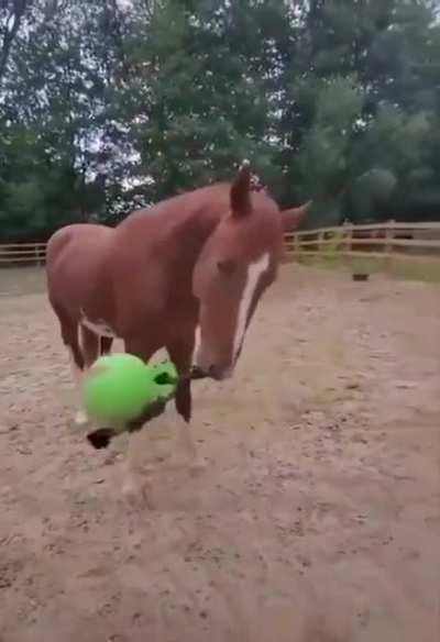 A horse is dangerous at both ends and uncomfortable in the middle.