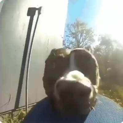 Doggo takes the GoPro