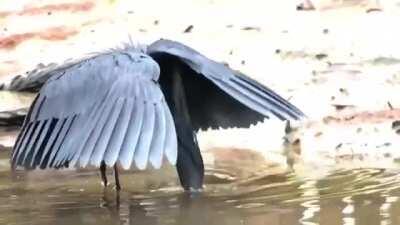 🔥 Bird using his wings as shade to fool fishes