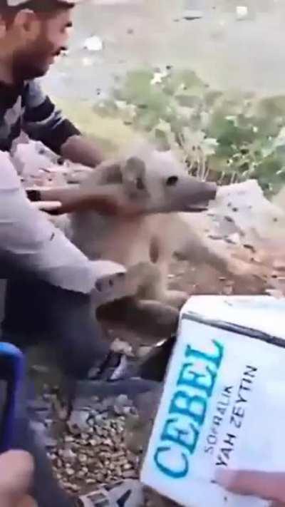 “Helping” a stuck bear cub