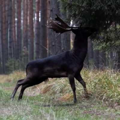 🔥 A black deer